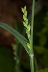 Broad looseflower sedge