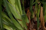 Broad looseflower sedge