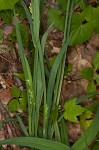 Broad looseflower sedge