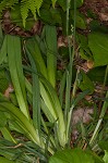 Broad looseflower sedge