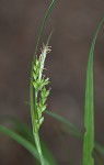 Nerveless woodland sedge