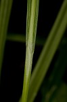 Nerveless woodland sedge