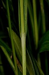 Nerveless woodland sedge