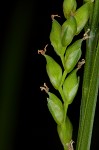 Nerveless woodland sedge