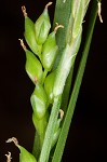 Nerveless woodland sedge