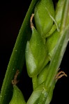 Nerveless woodland sedge