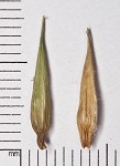 Southern long sedge