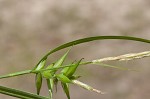 Southern long sedge