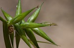 Southern long sedge