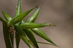 Southern long sedge