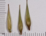 Southern long sedge