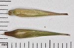 Southern long sedge