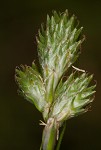 Long's sedge