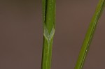 Long's sedge