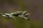 Long's sedge