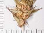 Louisiana sedge