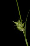 Louisiana sedge