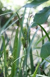 Shallow sedge