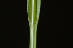 Shallow sedge