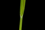 Shallow sedge