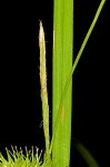 Shallow sedge