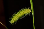 Shallow sedge