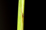 Shallow sedge