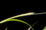 Shallow sedge