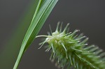 Shallow sedge