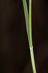 Mead's sedge