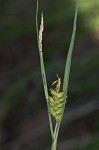 Mead's sedge