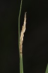 Mead's sedge