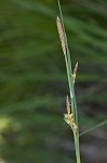 Mead's sedge