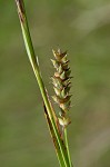 Littletooth sedge