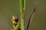 Littletooth sedge