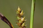 Littletooth sedge