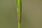 Littletooth sedge