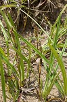 Littletooth sedge