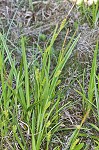 Littletooth sedge