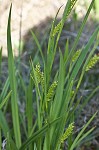 Littletooth sedge