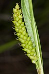 Littletooth sedge