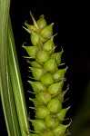 Littletooth sedge