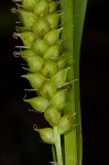 Littletooth sedge