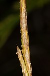 Littletooth sedge