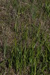 Littletooth sedge