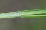 Littletooth sedge