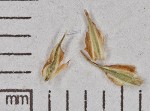 Littletooth sedge