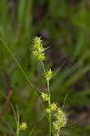 Muhlenberg's sedge