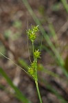 Muhlenberg's sedge