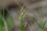 Black edge sedge